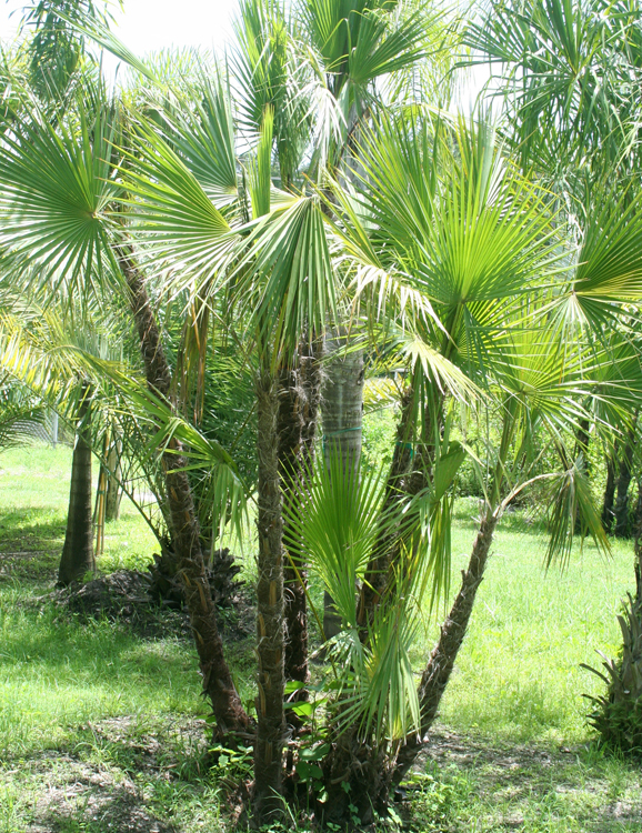 Paurotis Palm