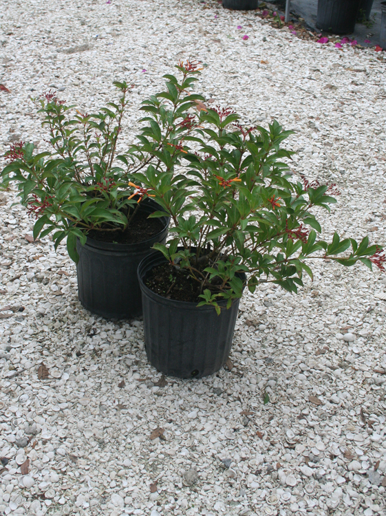 Dwarf Fire Bush