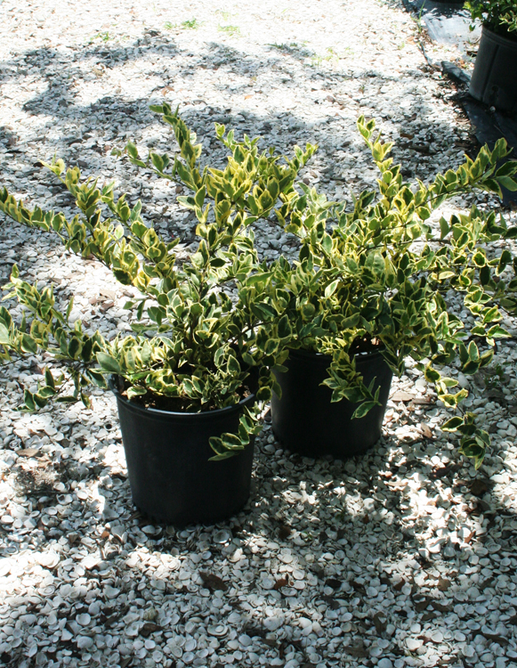 Jack Frost Ligustrum