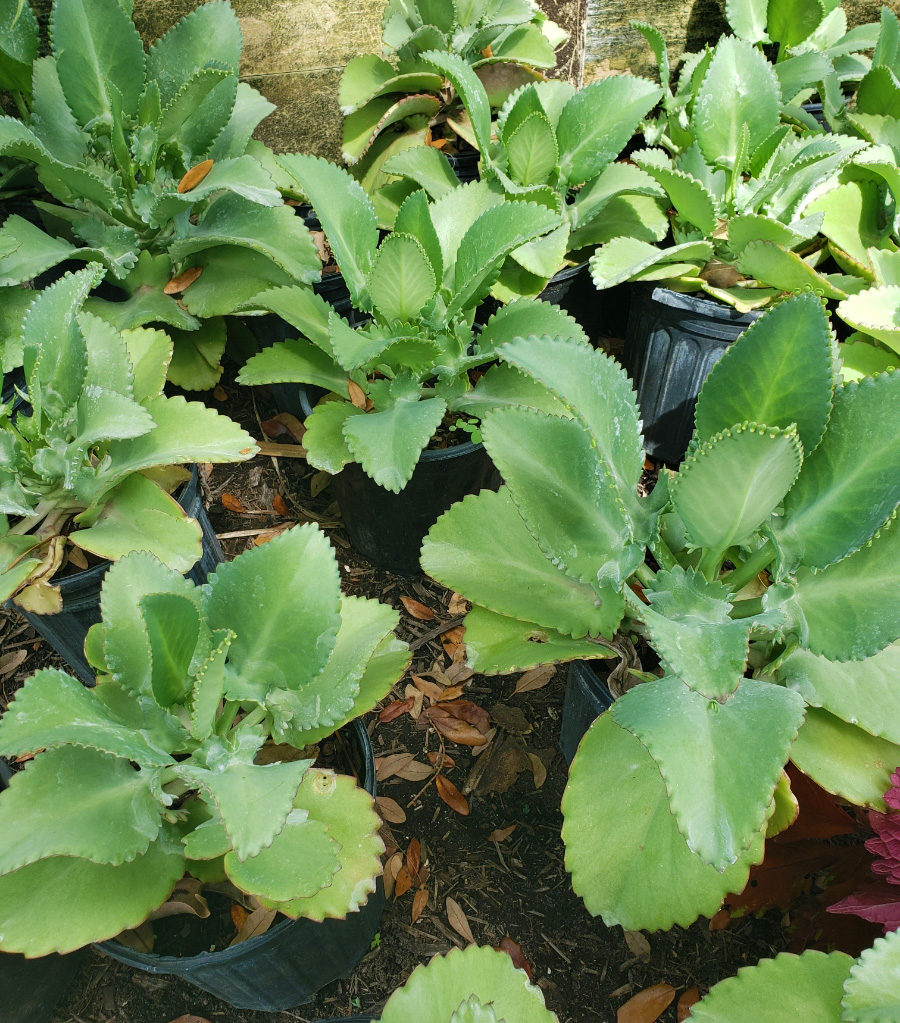 Mother of Thousand Kalanchoe