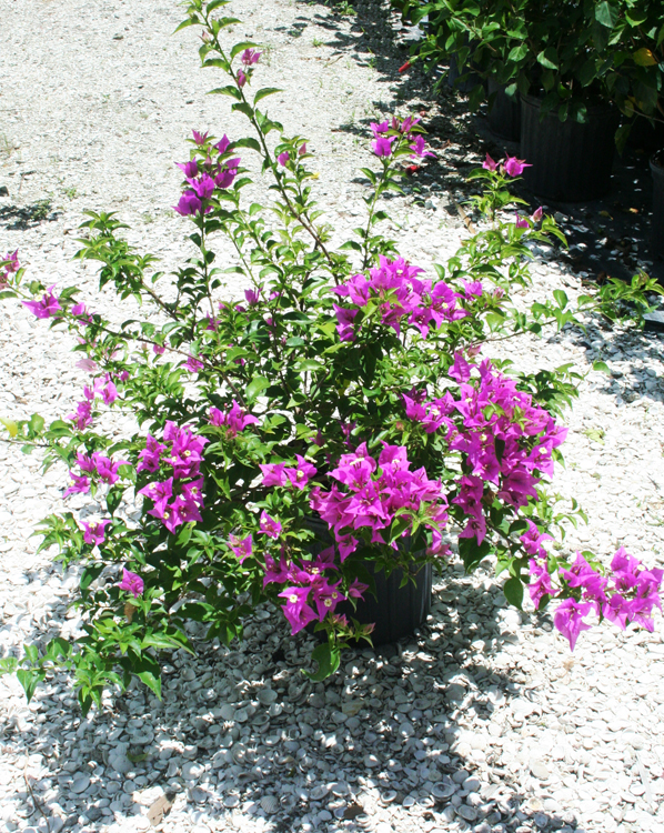 Bougainvillea - New River