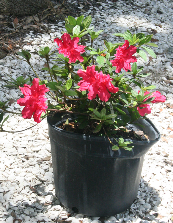 red ruffle azalea